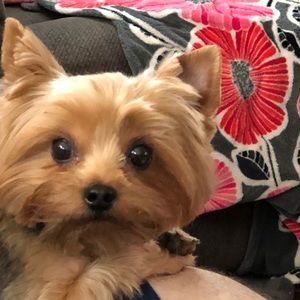 Meet your Posher, Amanda